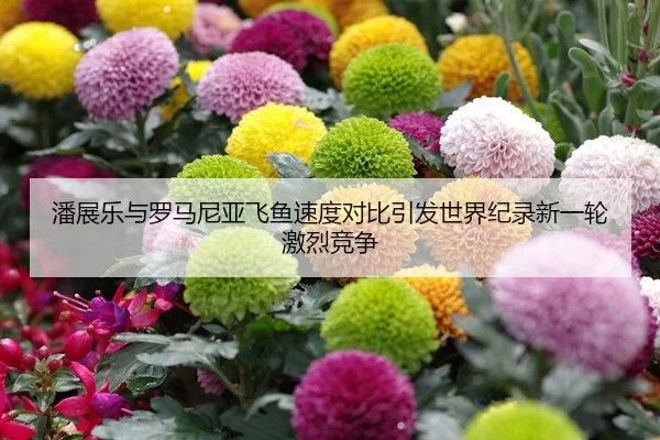 潘展乐与罗马尼亚飞鱼速度对比引发世界纪录新一轮激烈竞争